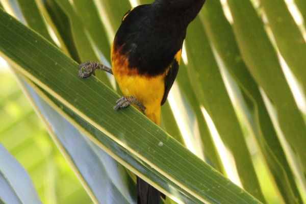 Black-cowled Oriole