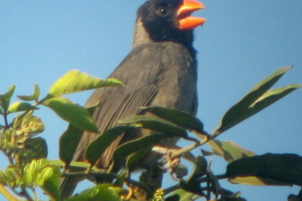 Black-cowled Saltator