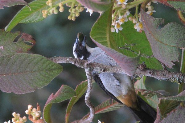 Black-cowled Saltator