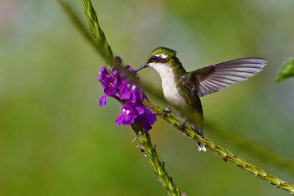 Black-crested Coquette