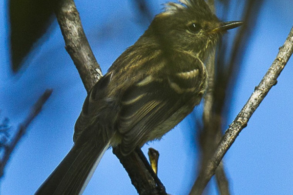 Black-crested Tit-Tyrant