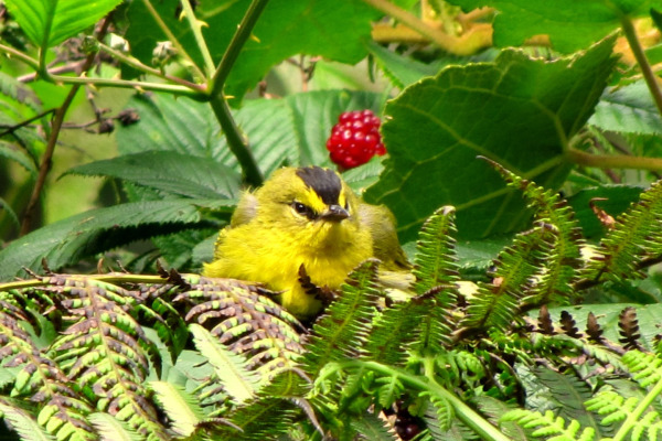 Black-crested Warbler