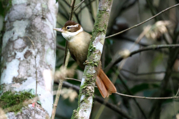 Black-crowned Antpitta