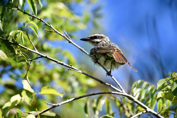 Black-crowned Antshrike