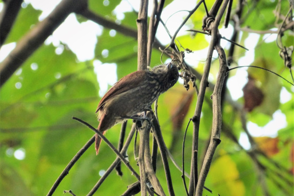 Black-crowned Antshrike