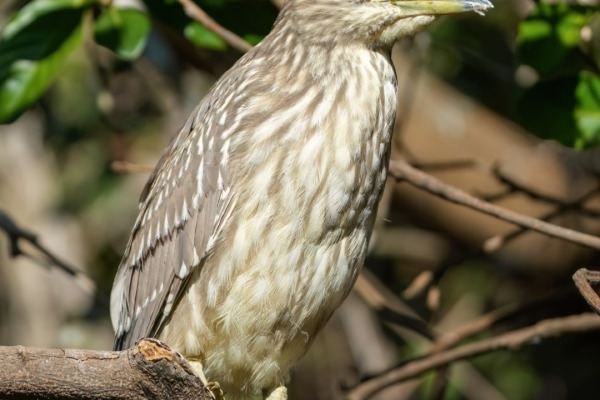 Black-crowned Night Heron
