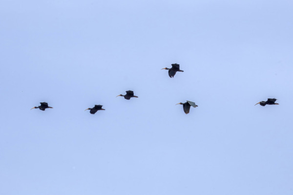 Black-crowned Night Heron