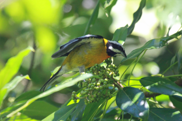 Black-crowned Palm-Tanager