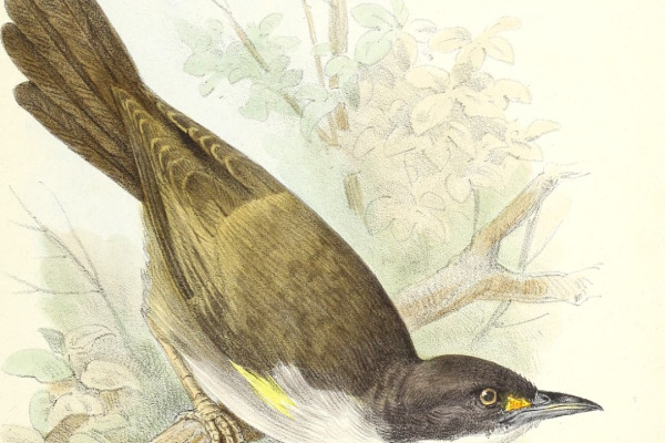 Black-crowned Palm-Tanager