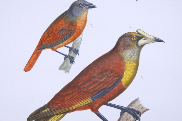 Black-crowned Schiffornis