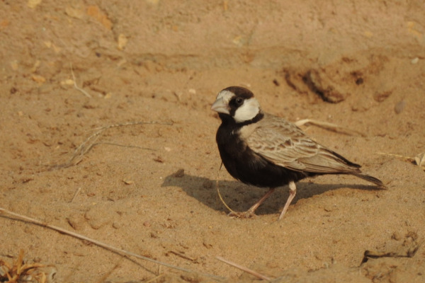 Black-crowned Sparrow-Lark