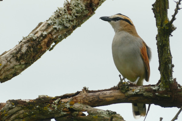 Black-crowned Tchagra