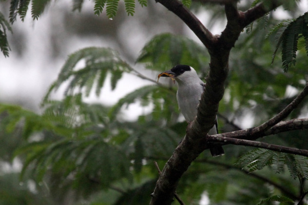 Black-crowned Tityra