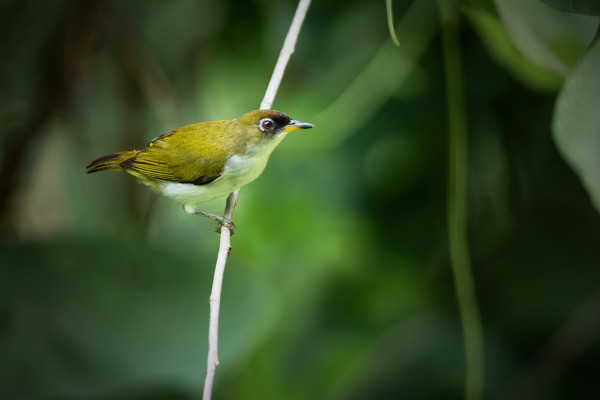 Black-crowned White-eye