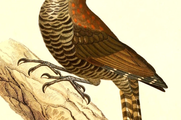 Black-crowned Woodpecker