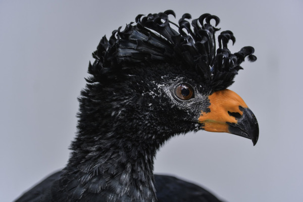 Black Curassow