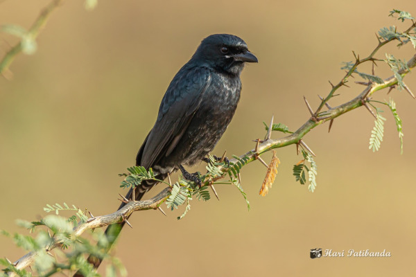 Black Drongo