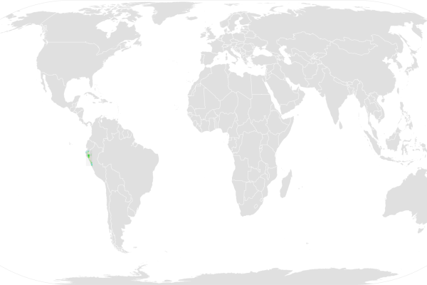 Black-eared Hemispingus