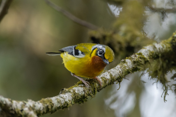 Black-eared Shrike-babbler