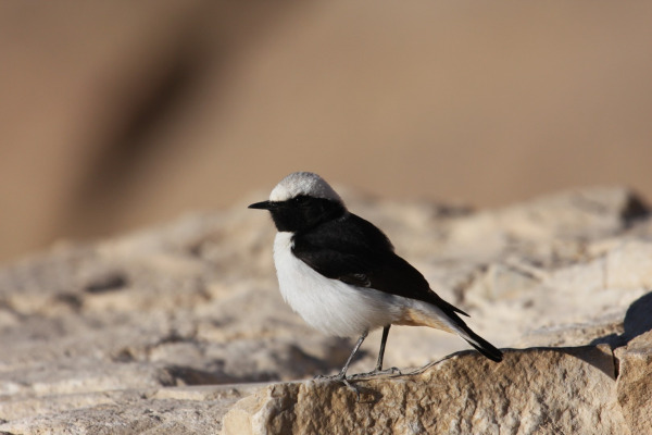 Black-eared Wheatear
