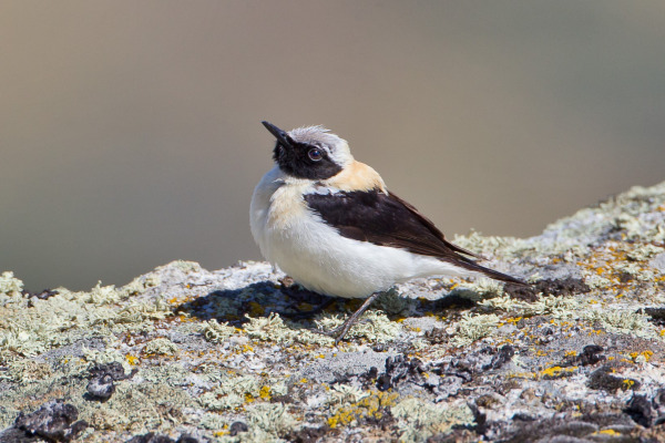Black-eared Wheatear