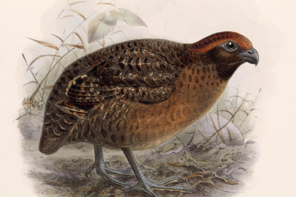 Black-eared Wood Quail