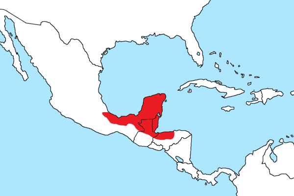 Black-faced Antthrush