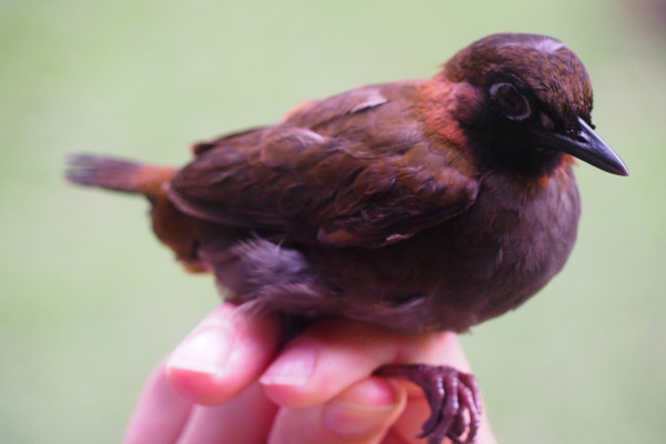 Black-faced Antthrush
