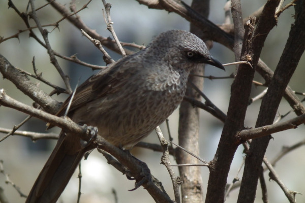 Black-faced Babbler