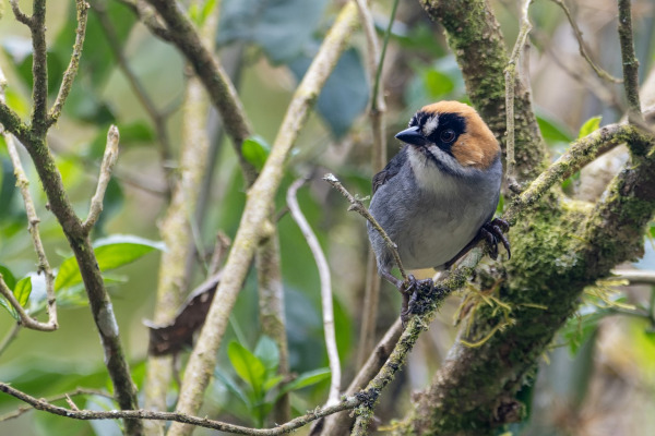 Black-faced Brush-Finch