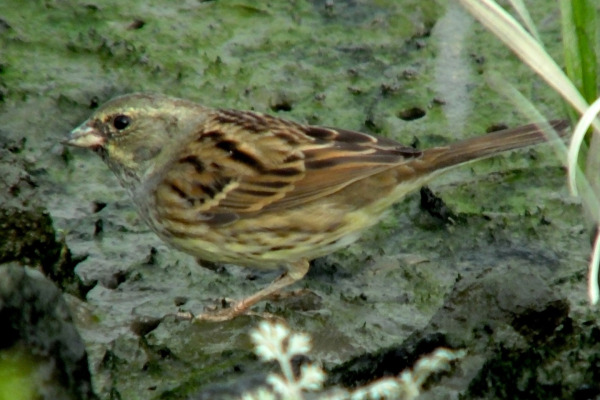 Black-faced Bunting