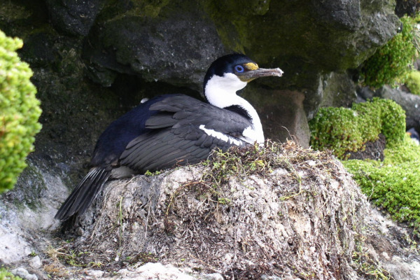 Black-faced Cormorant