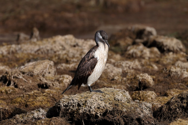 Black-faced Cormorant