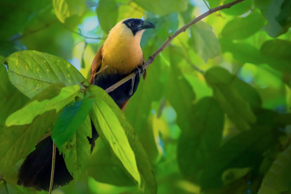 Black-faced Coucal