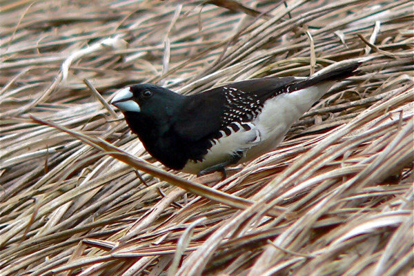 Black-faced Firefinch