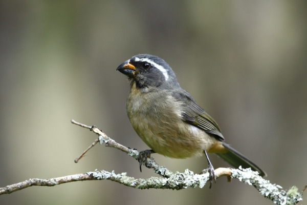 Black-faced Grosbeak