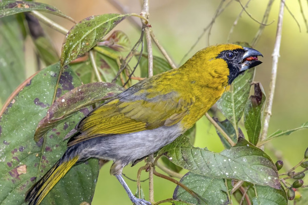 Black-faced Grosbeak