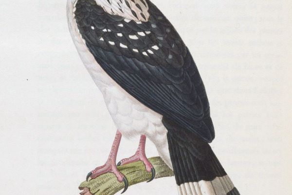Black-faced Hawk