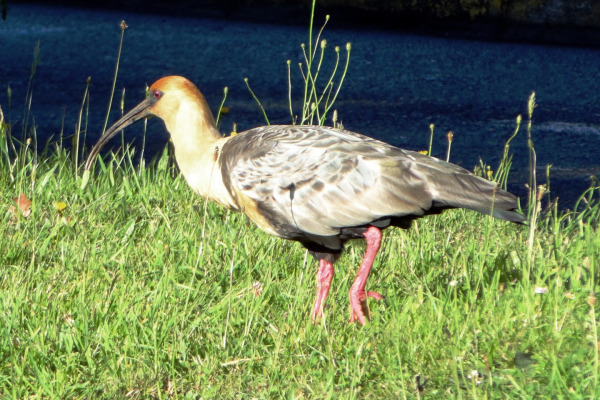 Black-faced Ibis