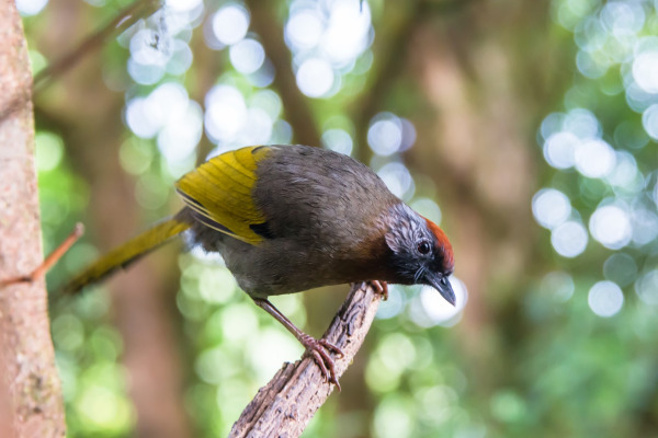 Black-faced Laughingthrush