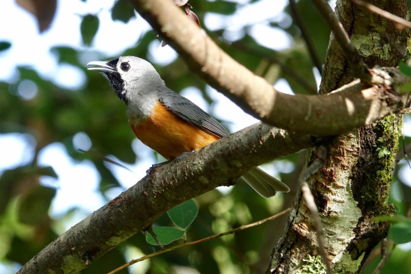 Black-faced Monarch