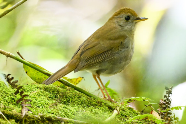 Black-faced Solitaire