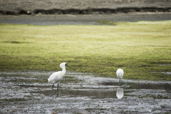 Black-faced Spoonbill