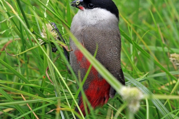 Black-faced Waxbill