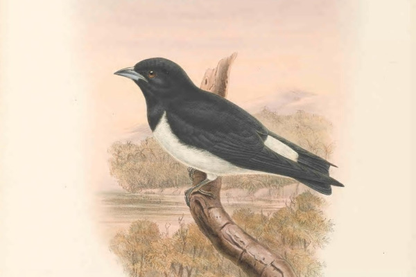 Black-faced Woodswallow