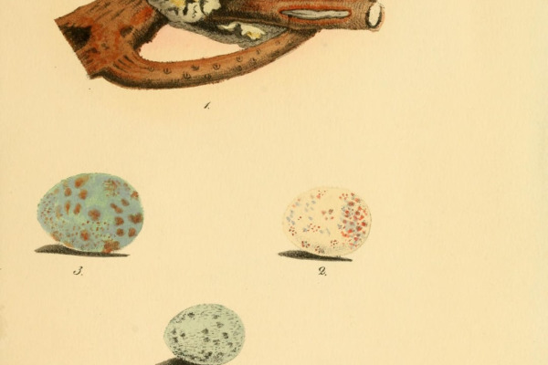 Black-faced Woodswallow