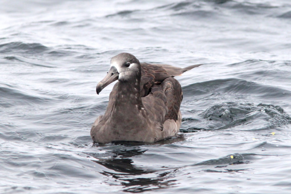 Black-footed Albatross