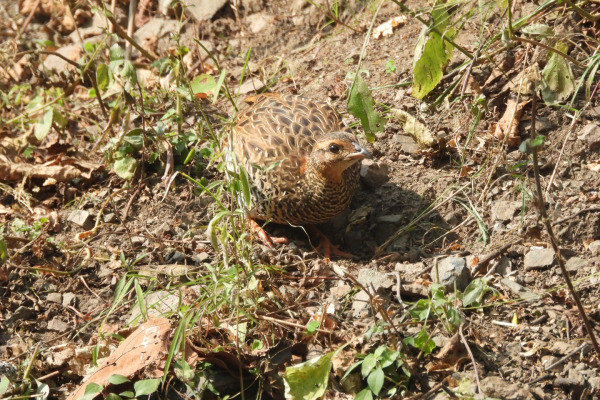 Black Francolin