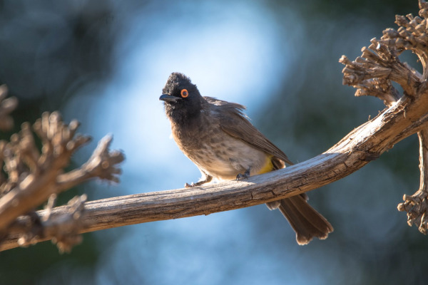 Black-fronted Bulbul