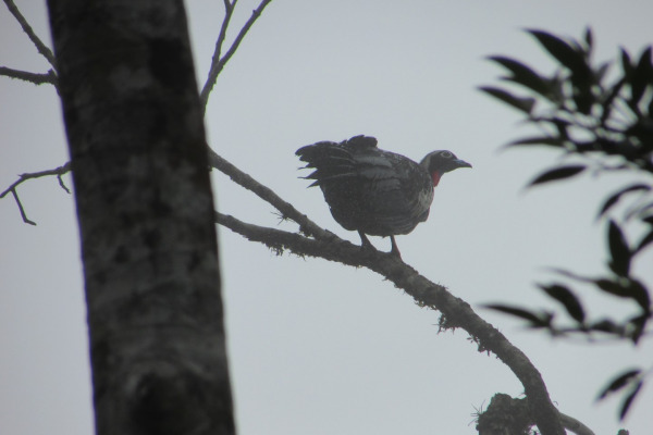 Black-fronted Piping Guan